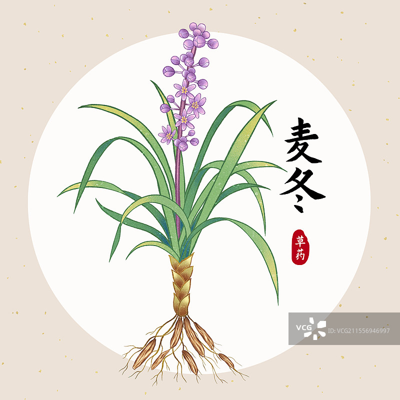 中国传统文化中医养生中草药药材医疗用品之麦门冬麦冬图片素材