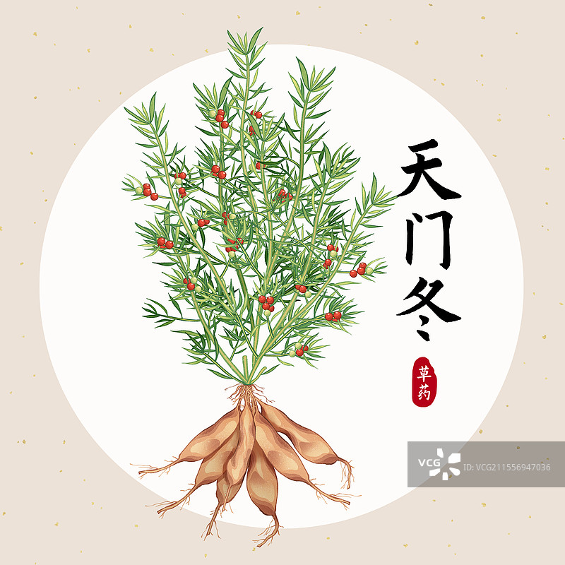 中国传统文化中医养生中草药药材医疗用品之天门天门冬图片素材