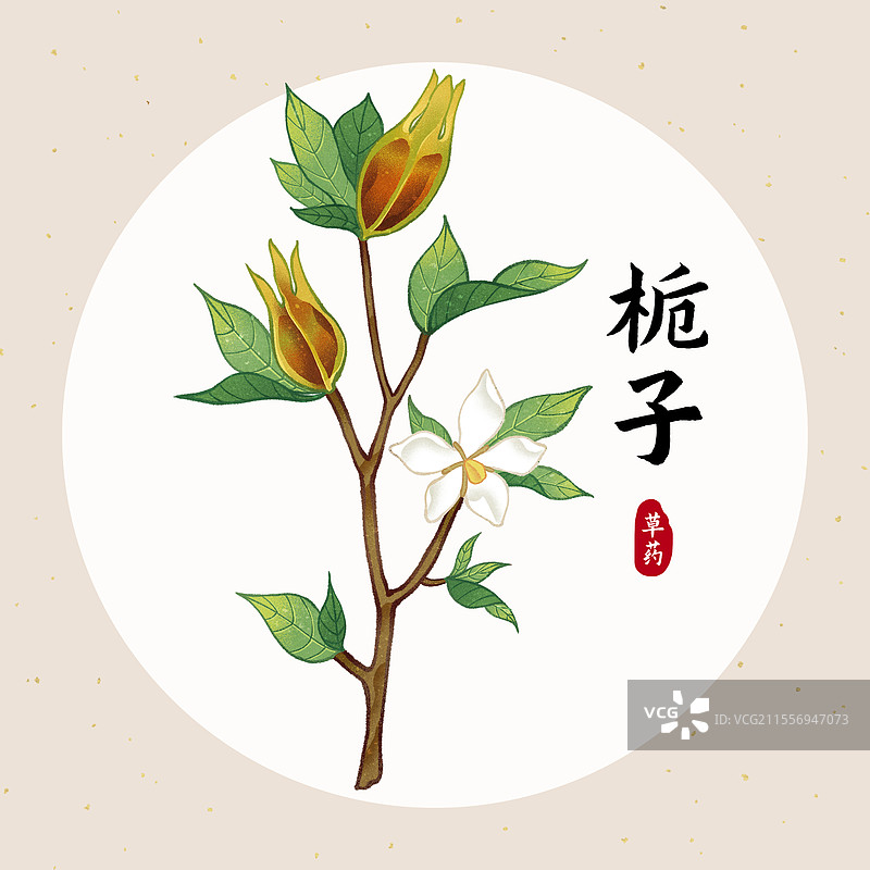 中国传统文化中医养生中草药药材医疗用品之栀子图片素材