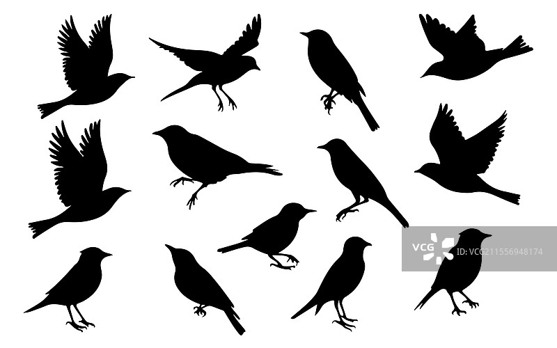一群飞翔鸟类的剪影图片素材