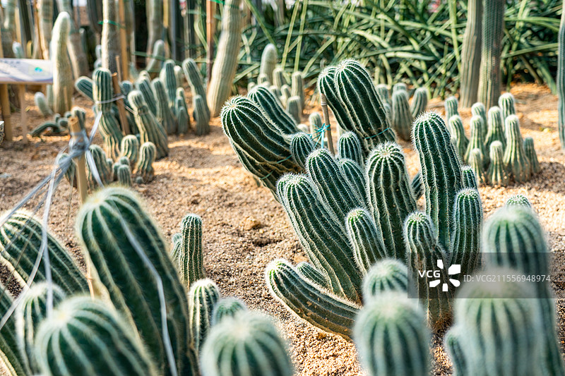 植物园内仙人掌特写图片素材