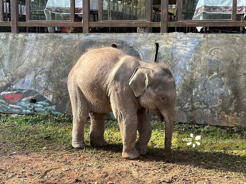野象谷的家养小象图片素材