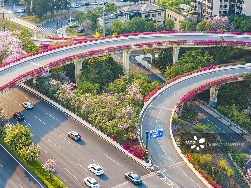 南宁五象新区黄花风铃木航拍图片素材