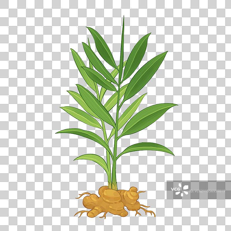 生姜插画图片素材