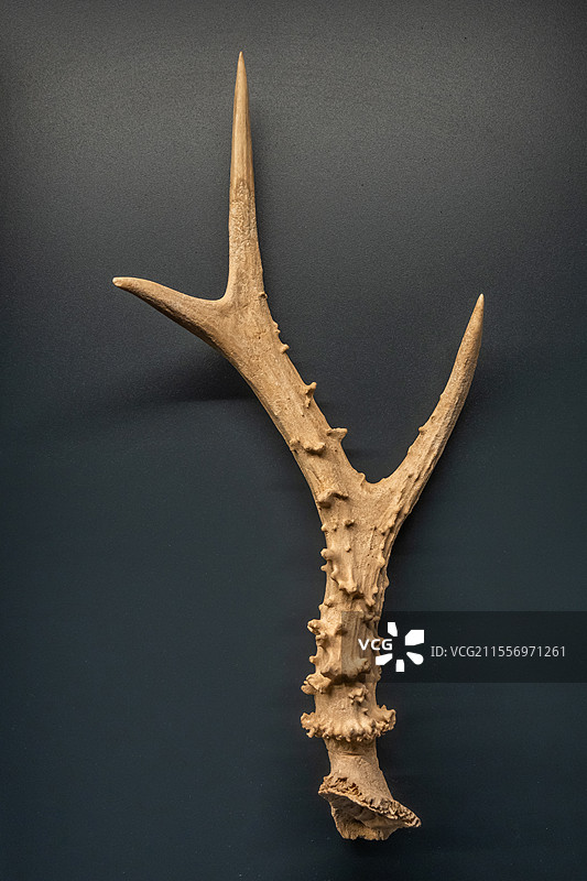 青海省博物馆鹿角器宗日文化距今5300-4000年同德县宗日遗址出土图片素材