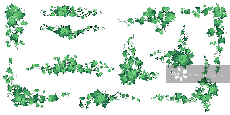 藤本植物、攀缘植物、树木、爬藤植物图片素材