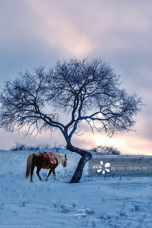 魅惑之眼图片素材