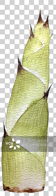 手绘水彩竹笋手绘蔬菜免抠素材图片素材