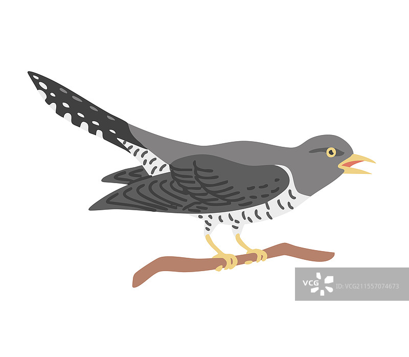 白色背景上的森林鸟布谷鸟图片素材