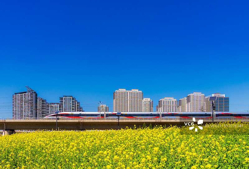 河南，郑州市，管城回族区，徐兰高铁（郑西段），郑州南高铁联络线，春季，高铁穿越油菜花田场景，都市风光图片素材