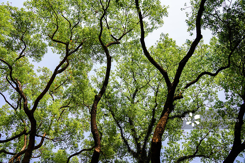 广州农讲所春天来了图片素材