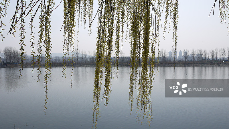 春的气息，烟台夹河边的柳梢图片素材