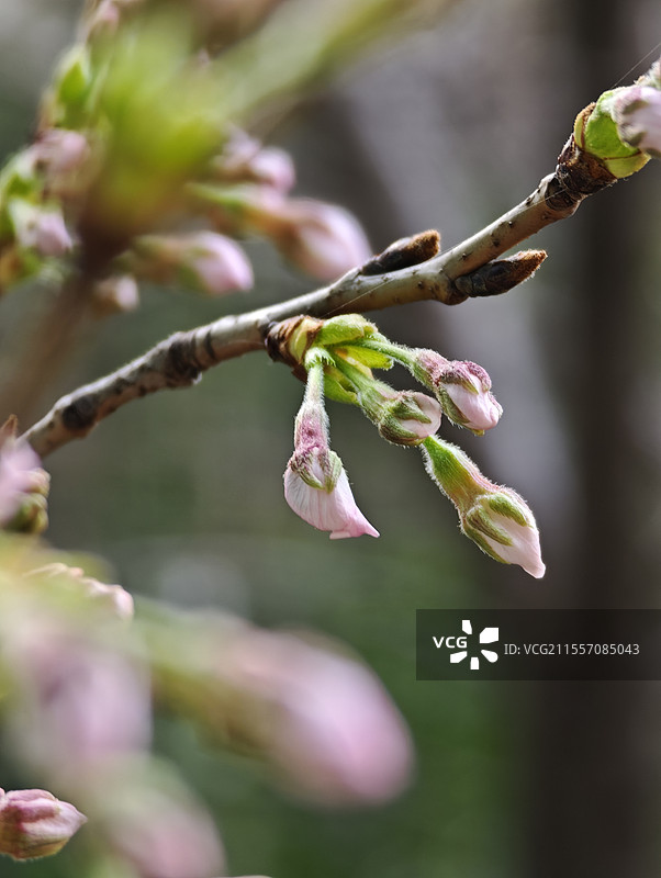 春天白色樱花江户彼岸樱花骨朵图片素材
