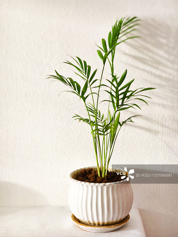 室内静物袖珍椰子盆栽图片素材