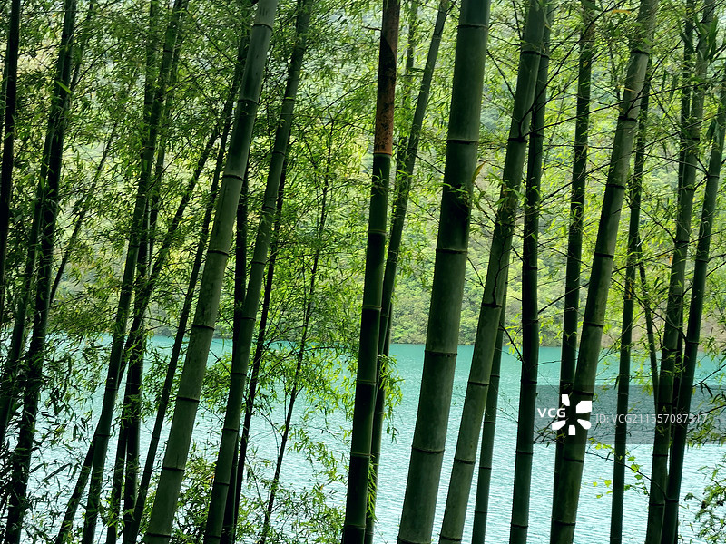 竹子背景图片素材