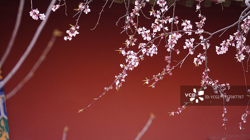 天津桃花堤图片素材