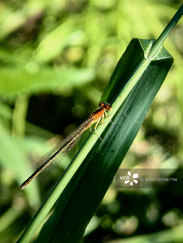 芦苇上叶上的豆娘图片素材