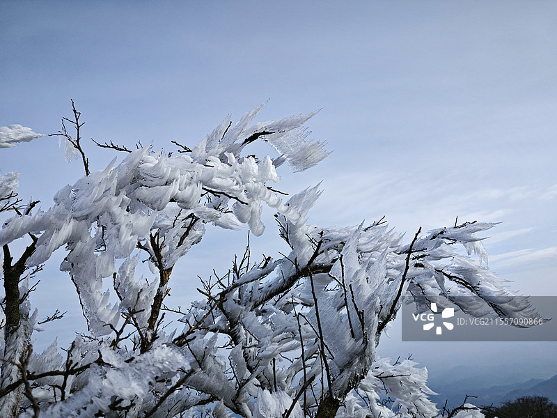 雾凇冰花晶莹世界图片素材