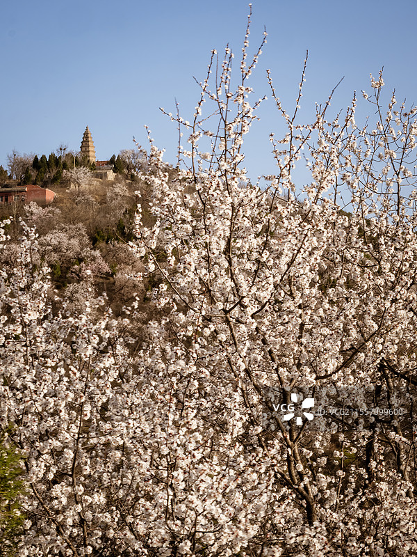 全国重点文物保护单位——千尺塔 杏花 春天图片素材
