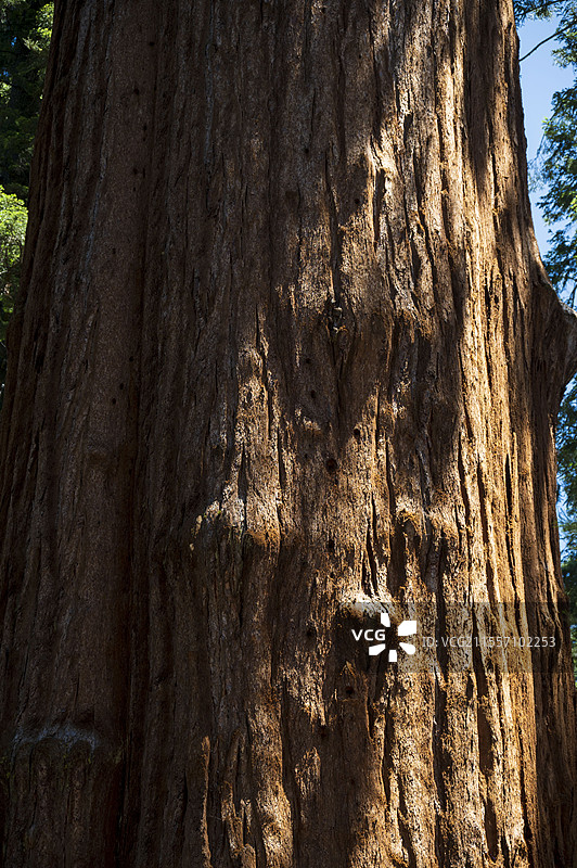 美国加州红杉树国家公园的树图片素材