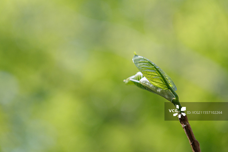 春天树上萌发萌芽嫩叶图片素材
