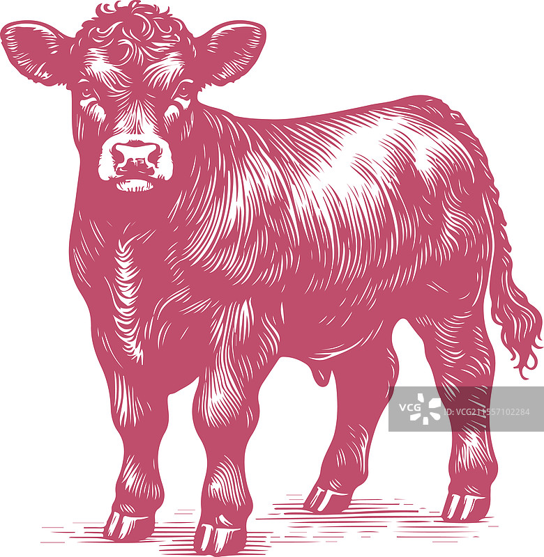 复古风格的详细粉色牛图片素材