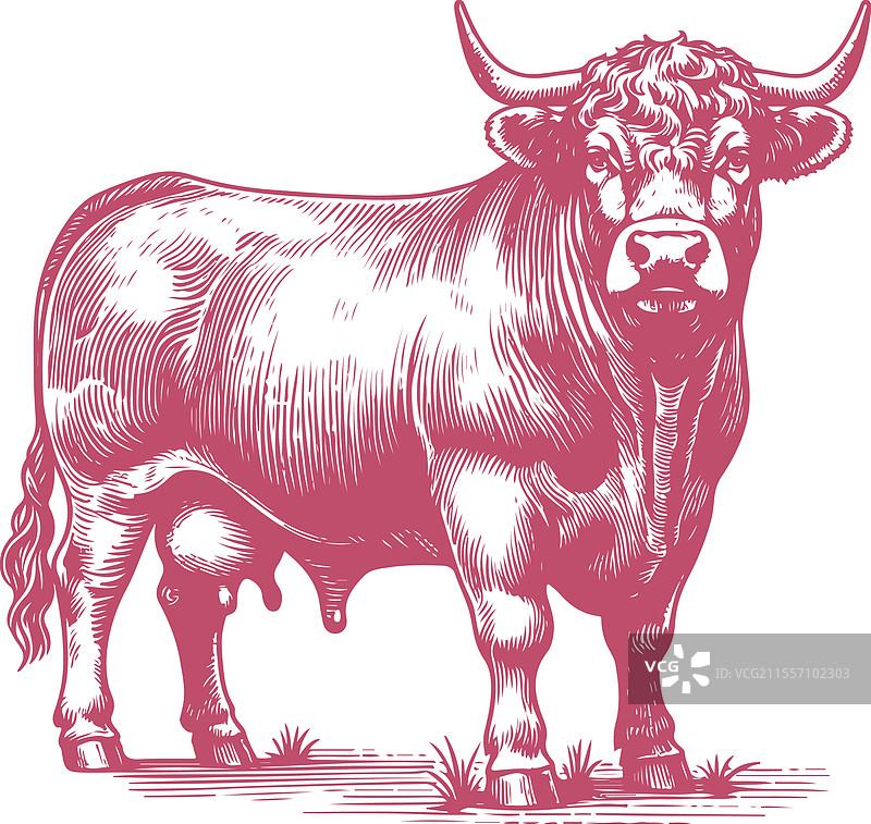 详细的复古风格公牛站立在一个地方图片素材