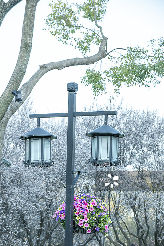 郁金香绽放的季节图片素材