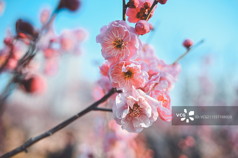 桃花灼灼图片素材