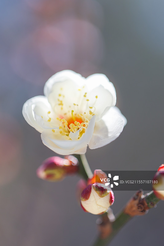 北京中山公园梅花盛开图片素材