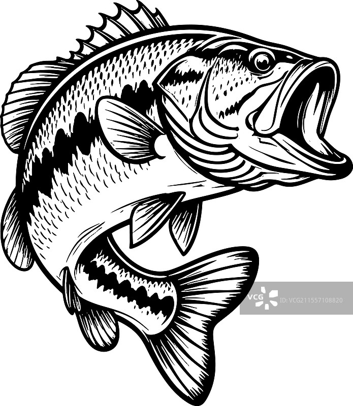 大口黑鲈鱼的素描图片素材