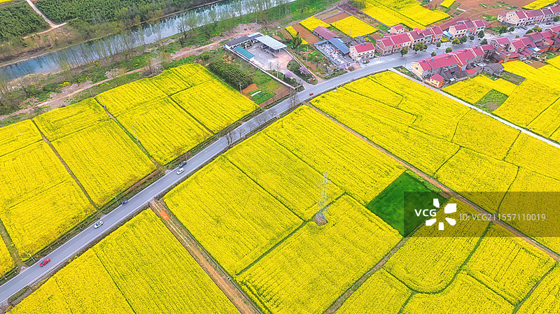 湖北宜昌万亩油菜花海图片素材