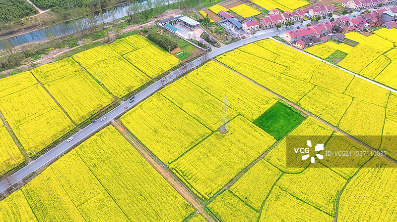 湖北宜昌万亩油菜花海图片素材