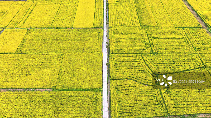 湖北宜昌万亩油菜花海图片素材