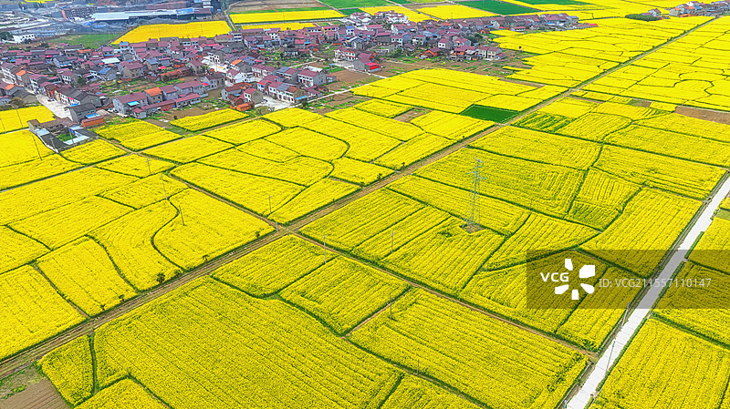 湖北宜昌万亩油菜花海图片素材