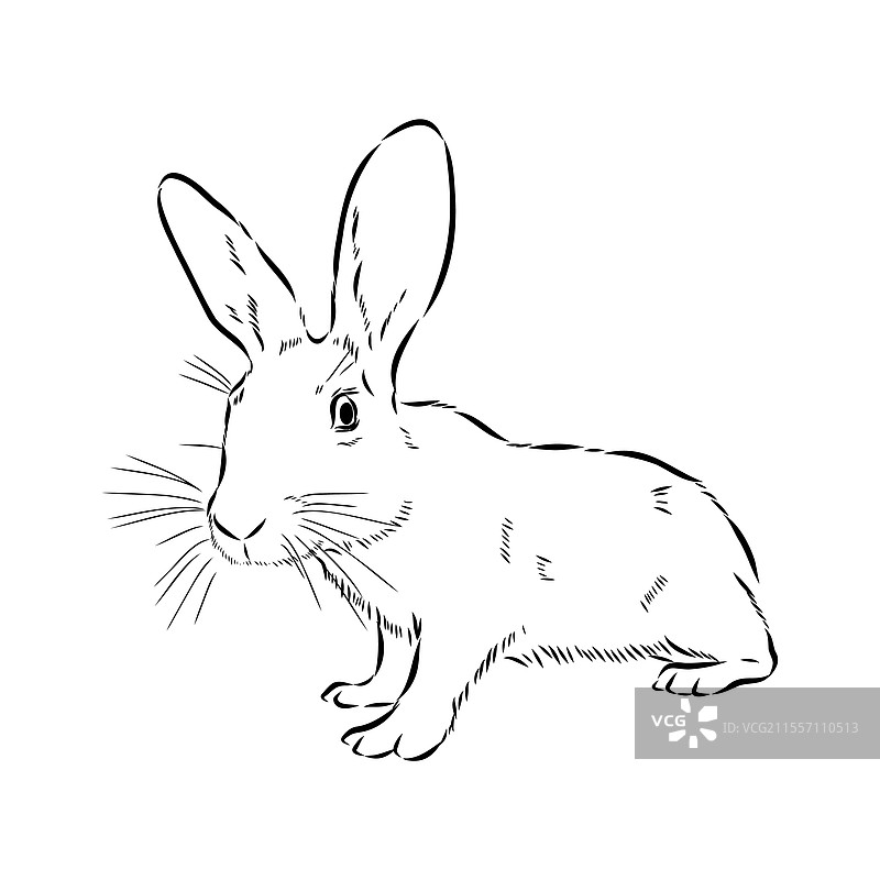 阿比西尼亚野兔手绘图形风格图片素材