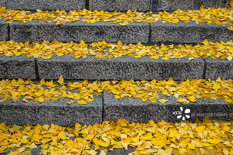中国台阶楼梯上铺满了黄色的银杏树叶子，户外白昼无人图像摄影图片素材