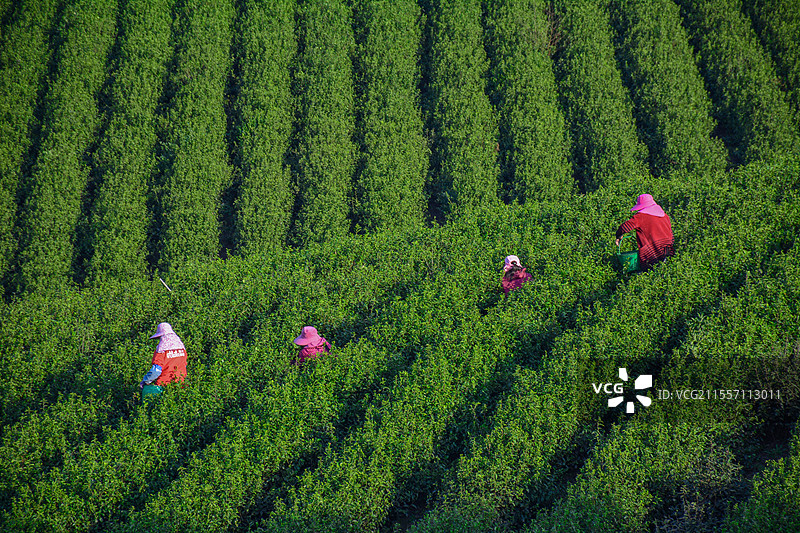 采摘茶叶的人们图片素材