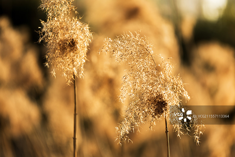 芦苇荡图片素材