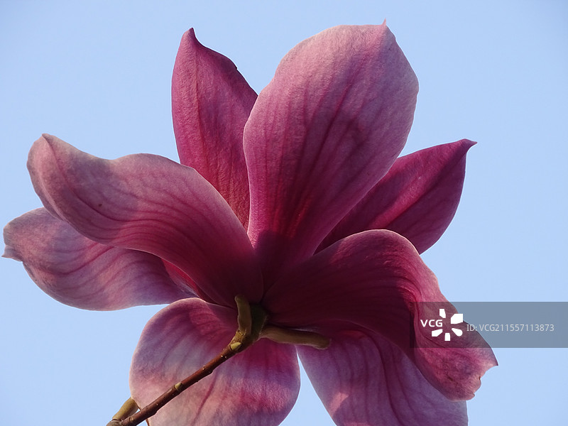 花开美丽/迎春而开的玉兰图片素材