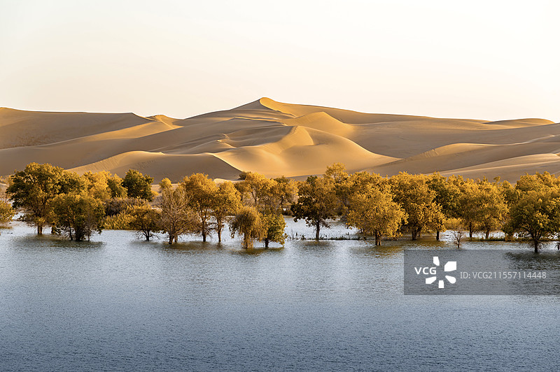 胡杨林图片素材