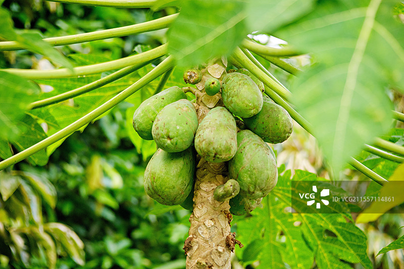 木瓜树果实成熟图片素材