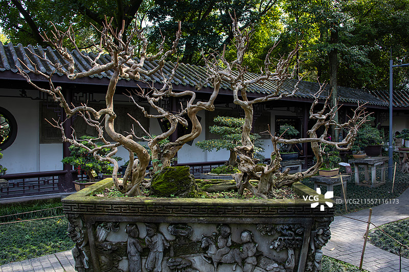 成都市人民公园古韵盆景艺术盆栽展览图片素材