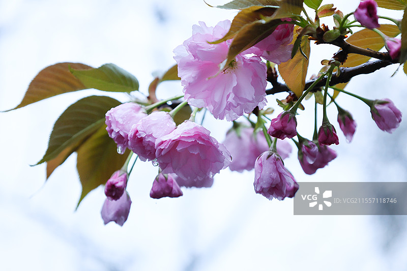 樱花盛开在窗户前武汉大学赏花图片素材