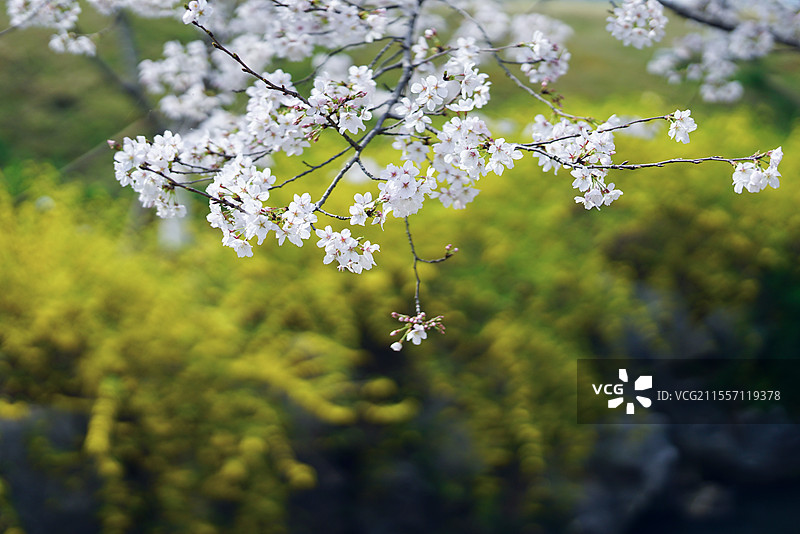 南京羊山公园的樱花与迎春花相映盛开图片素材