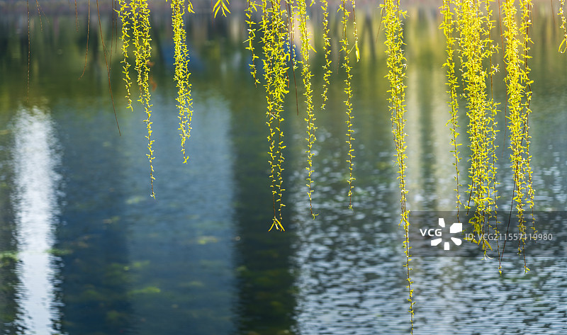 湖边垂柳清明节中国传统意境画面图片素材