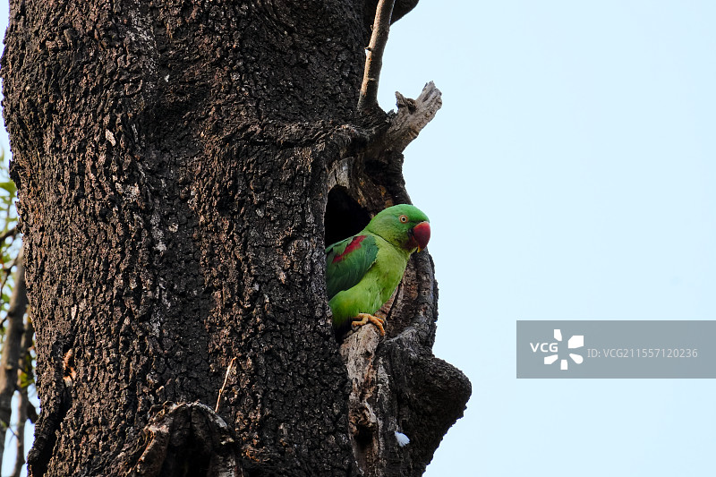 亚历山大鹦鹉图片素材