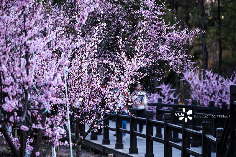 美人梅图片素材