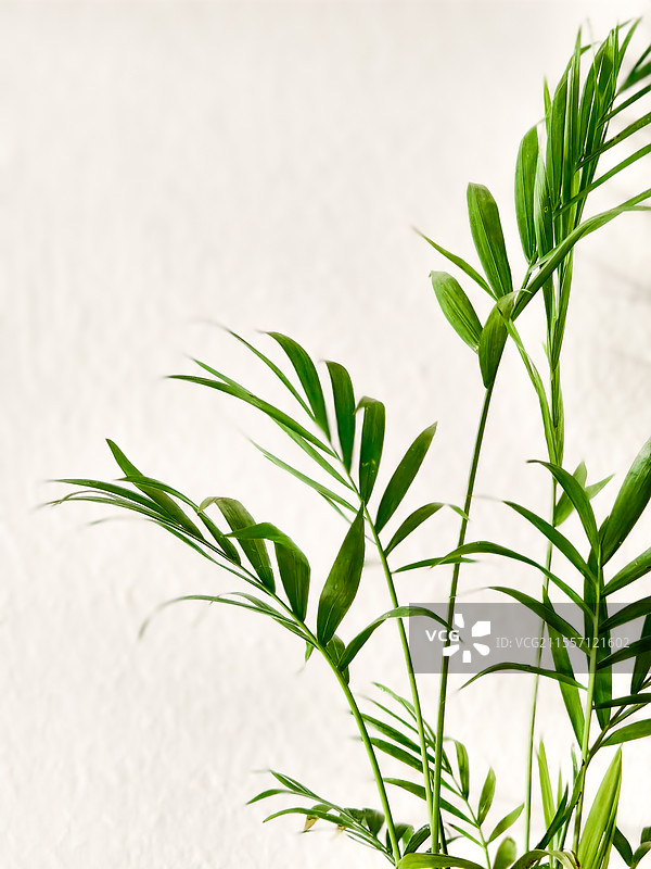 袖珍椰子的叶子图片素材