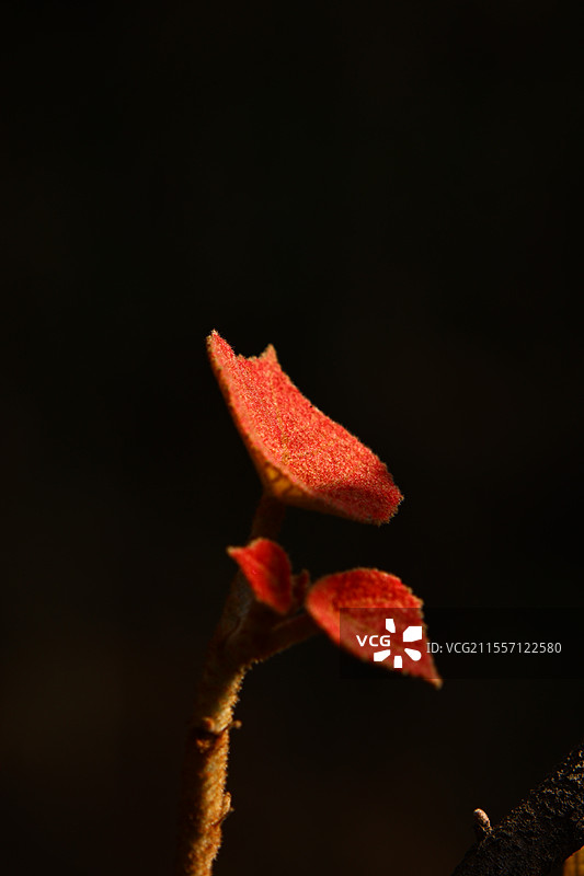 树林间毛桐嫩芽在阳光下图片素材